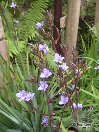 Image result for Aristea ecklonii