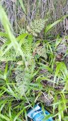 Image result for Asplenium rutifolium