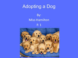 Check spelling or type a new query. Adopting A Dog By Miss Hamilton P 1 What Is Dog Adoption You Don T Have To Buy A Dog To Experience True Bonding Ask Anybody Who Has Adopted An Adult Ppt