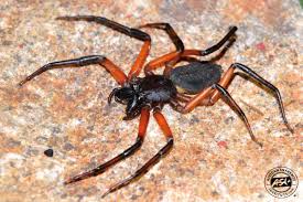 But when south african president p.w. Scorpion Spider African Snakebite Institute