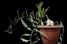 Image result for Adenia repanda