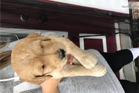 We have been breeding for 30 years and are people that you can count on! Pink Goldendoodle Puppy For Sale Near Wilmington North Carolina 97e63f27 Aae1