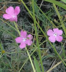 Image result for Cycnium