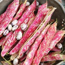 The best recipes with photos to choose an easy cranberry bean recipe. Veggie To Try Heirloom Cranberry Beans