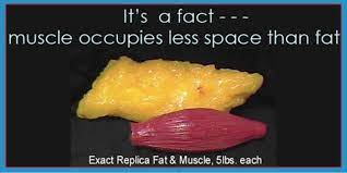 Ymca Of Wilkes Barre 5lbs Of Fat Versus 5lbs Of Muscle Do You Want To Work On Shedding Body Fat And Build Lean Muscles Join Us In The Studio X Room For