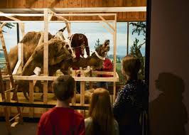 Restoration in 2017 revealed a real human skull inside the driver's head! Restoration Reveals Human Remains In Famous Carnegie Diorama Triblive Com