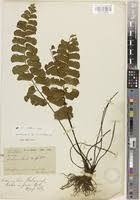 Image result for Adiantum soboliferum