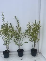 Image result for ligustrum ovalifolium
