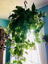 Houseplants like pothos (epipremnum aureum), also known as devil's ivy, golden pothos, or variegated philodendron, can improve indoor air quality by removing carbon dioxide and other contaminants from the air around them and provide supplemental. Lily S Indoor Jungle Pothos Devil S Ivy Care