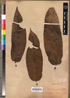 Image result for Ficus pseudomangifera