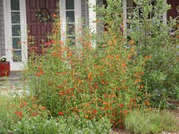 Image result for Mimulopsis