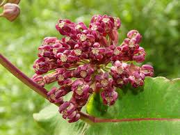 Clasping Milkweed Shopping