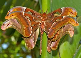 We did not find results for: Atlasspinner Foto Bild Asia Thailand Southeast Asia Bilder Auf Fotocommunity