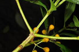 Image result for Pyrostria