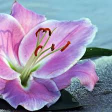 Lily Flower Lily Flower Lily Blossom Flower