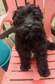 Maybe you would like to learn more about one of these? Cavapoo Puppy For Sale Adoption Rescue For Sale In Murfreesboro Tennessee Classified Americanlisted Com