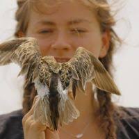 Pajareros 10: documentales de aves que no puedes dejar de ver