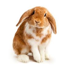 Holland lop / lionhead bunny mix. A Guide To Lop Eared Rabbits And Care