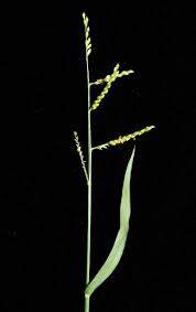 Image result for Urochloa semiundulata