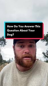 What Is The Temperment Difference Between A German Shepherd and A Belgian  Malinois