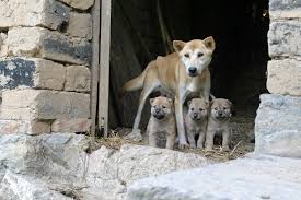 Resultado de imagen para perro callejero