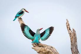 Image result for Dyschoriste hildebrandtii