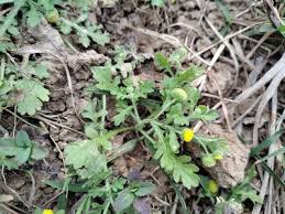 Image result for Grangea maderaspatana