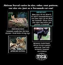 Because they have just one sixteenth or less of serval in their blood, f4 savannahs are considered to be the first generation of. About Savannah Cats And Kittens My Own Words