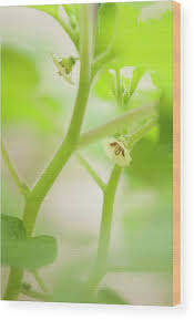 Image result for Physalis pubescens