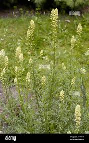 Image result for Resedaceae