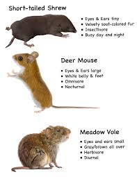 Image result for vole