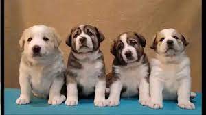 Horses and dogs tube alabai dog origin is russia and central asia region. Puppies For Sale Central Asian Shepherd Cao Alabai Aziat Youtube