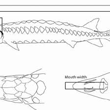 The fraser river sturgeon has quickly become a popular game fish, pursued by anglers from all sturgeon's mouth is made mainly of cartilage, so a good hook set is key. Diagram Of Different Types Of Measurements For Sturgeons Drawings By Download Scientific Diagram