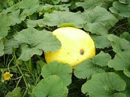 Image result for Cucurbita maxima