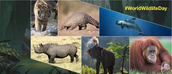 World Wildlife Day 2020 7 Animals That Are On The Verge Of Extinction