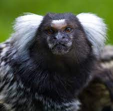 Common Marmoset Common Marmoset Marmoset Monkey Monkey Species