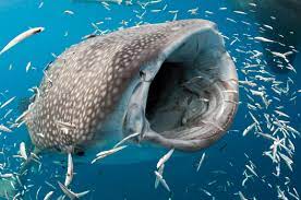Ikan lele merupakan ikan yang mengandung banyak sekali manfaat dan gizi. Ikan Terbesar Di Dunia Saat Ini Hiu Paus Ourstory Id
