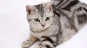 Cats british blue shorthair cat feline cute animal 2 pairs foozys women's socks. American Shorthair Price Personality Lifespan