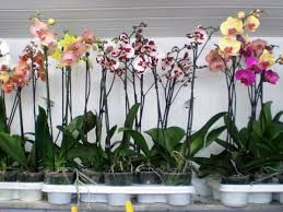 Taking care of orchids takes a lot of attention and patience. Purchase And Care Of An Orchid Important Points