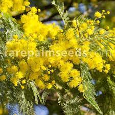 Acacia Dealbata Silver Wattle Buy Seeds At Rarepalmseeds Com