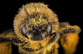 How do bees help plants in reproduction. Plant Reproduction Let S Talk Science