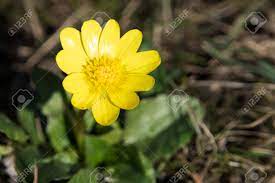 European and north african natives, daffodils are the narcissus genus of plants all signs of spring are exciting for those coming out of the cold and dark of winter. The First Flowers In Spring Yellow Flowers Stock Photo Picture And Royalty Free Image Image 74875647