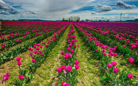 Morning Flowers Beautiful Sunrise Wallpaper Hd Download Field Wallpaper Sunrise Wallpaper Flower Field