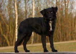 Mini australian shepherd black and white. Farben Australian Shepherd Aussie De