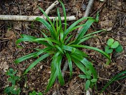 Image result for Isoglossa laxiflora