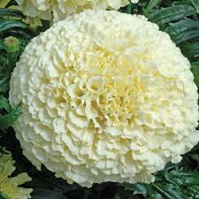Vanilla African Marigold A marigold is a type of yellow or orange flower. vanilla african marigold
