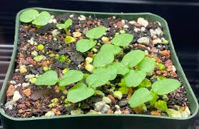 Image result for Dorstenia warneckei