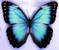 Pin En Mariposas