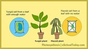 Maybe you would like to learn more about one of these? Turgid And Flaccid Cells Turgid And Flaccid Plant Cells Ww Flickr