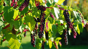 Poke root is also poisonous to dogs and other animals. Grandmother Wisdom About Poke Medicinal Uses Making Herbal Medicine